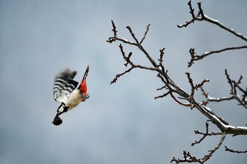 Picchio Rosso in volo (Federico Milesi)